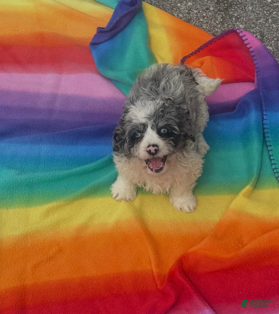 Cockapoo dogs Maggie - Ad 4