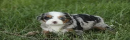 Mini Bernedoodle dogs for sale: Maya Mini Bernedoodle  - Ad 14