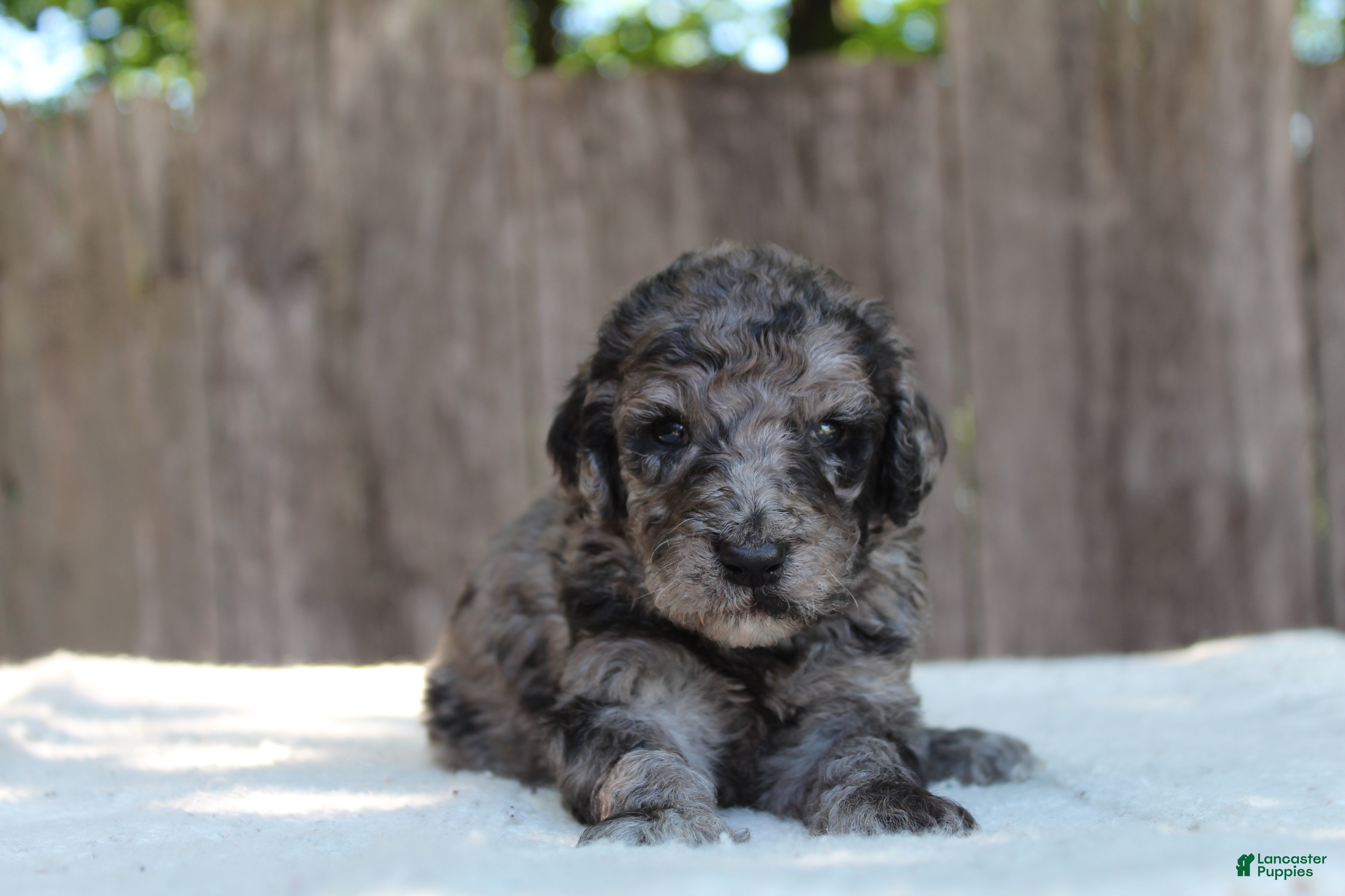 Standard Poodle dogs for sale: Ash AKC Standard Poodle - Ad 5
