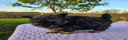Pomapoo dogs for sale: Mocha - Ad 6