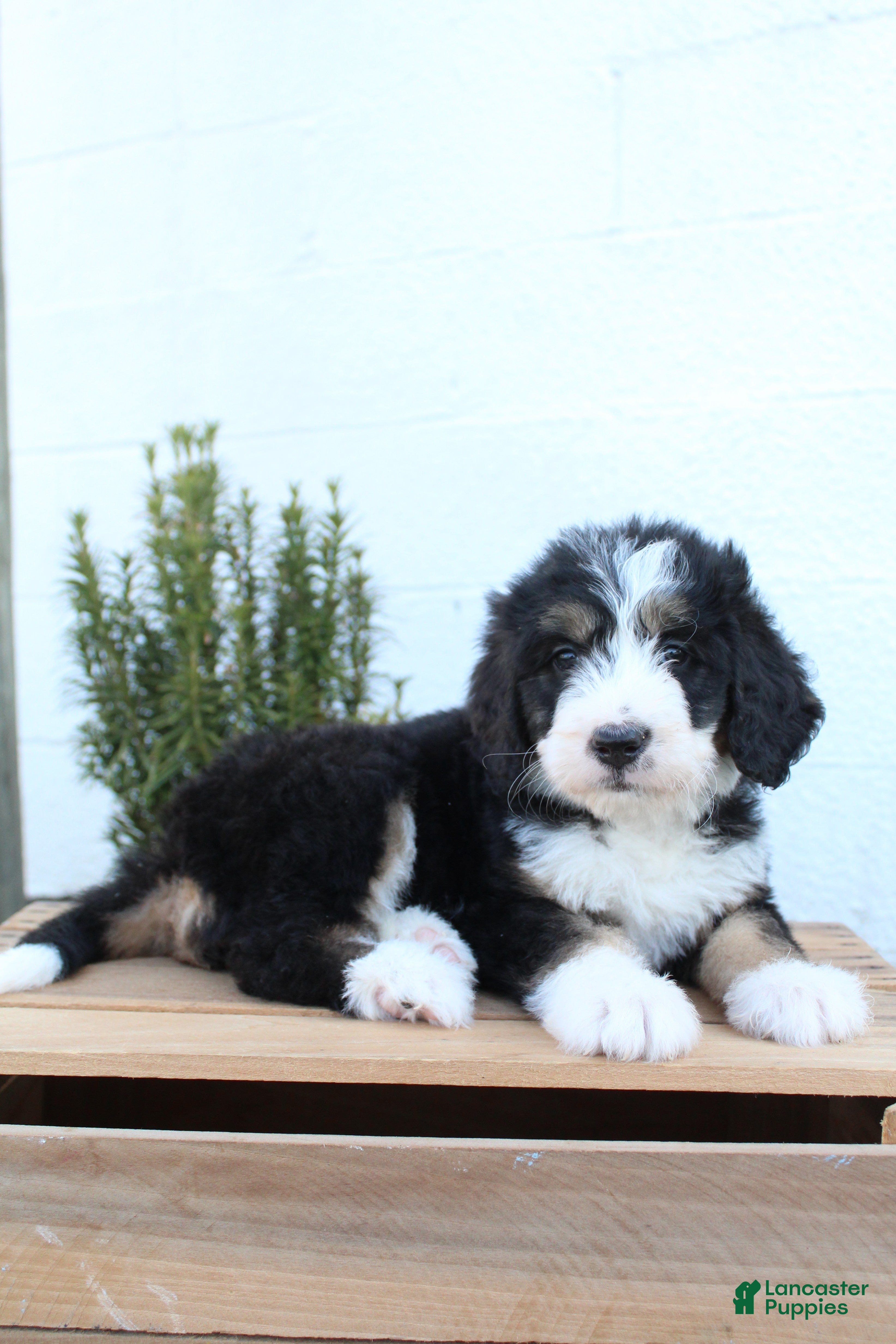 Bernedoodle dogs Lexi - Ad 1