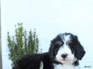 Bernedoodle dogs for sale: Lexi - Ad 4