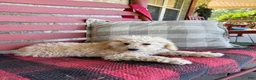 Mixed Breed dogs for sale: Monty - Ad 3