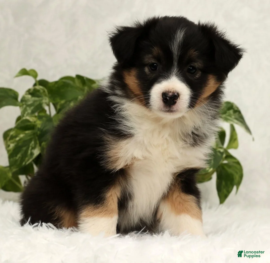 Miniature Australian Shepherd dogs for sale: Sasha - Ad 5