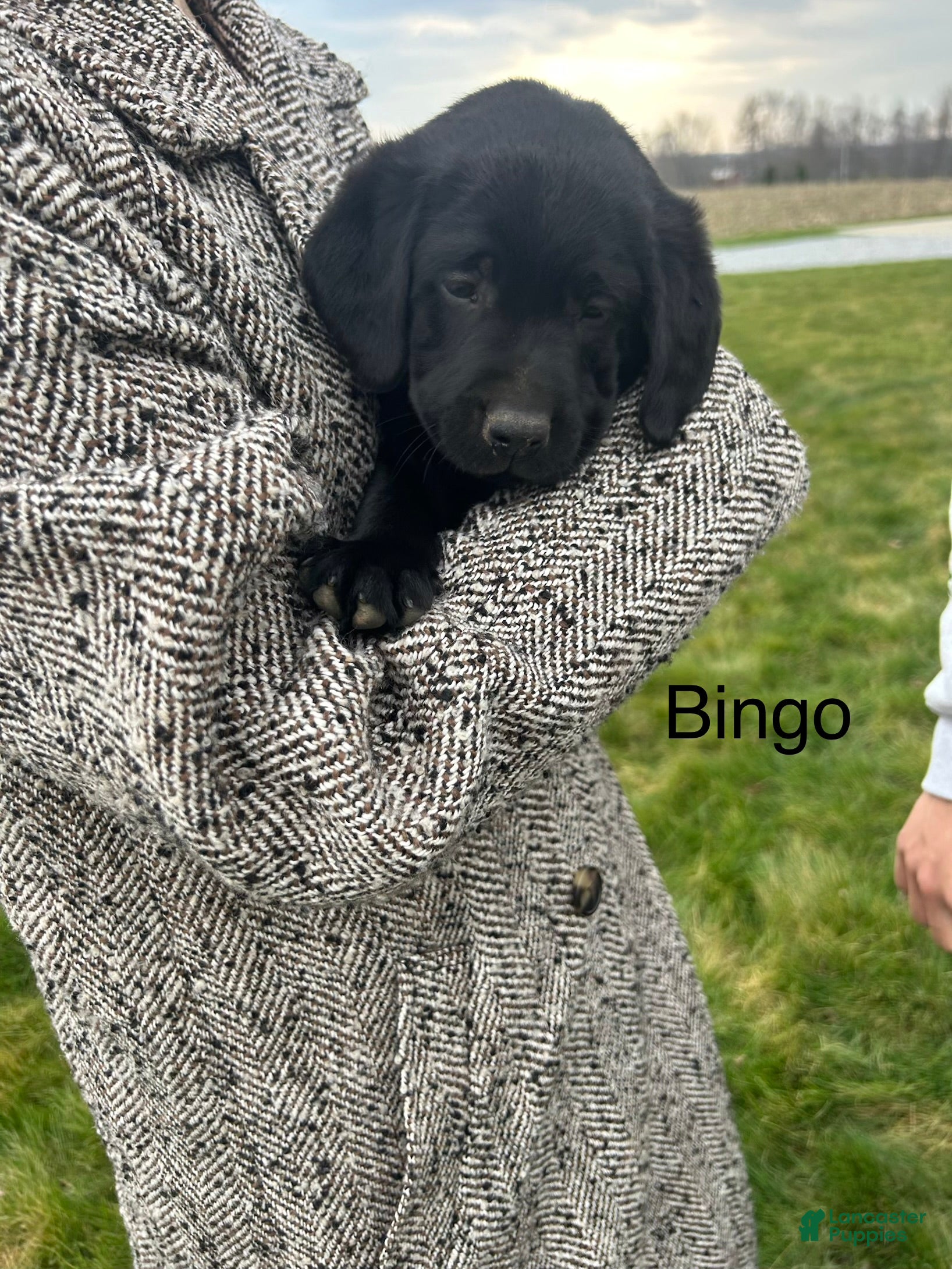 Labrador Retriever dogs Bingo-Labrador Retriever Puppy  - Ad 2