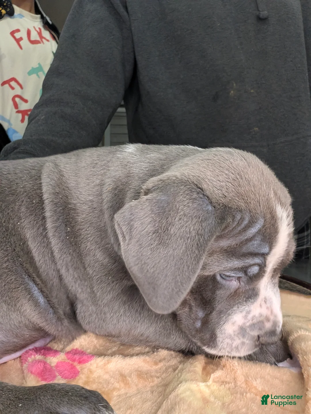 American Bully dogs for sale: American Bully Puppy 1 - Ad 2