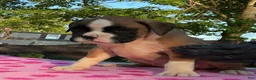 Boxer dogs for sale: Boxer 2 Chayenne  - Ad 3