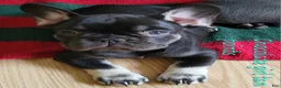 French Bulldog dogs for sale: French Bulldog Puppy 6 - Ad 3