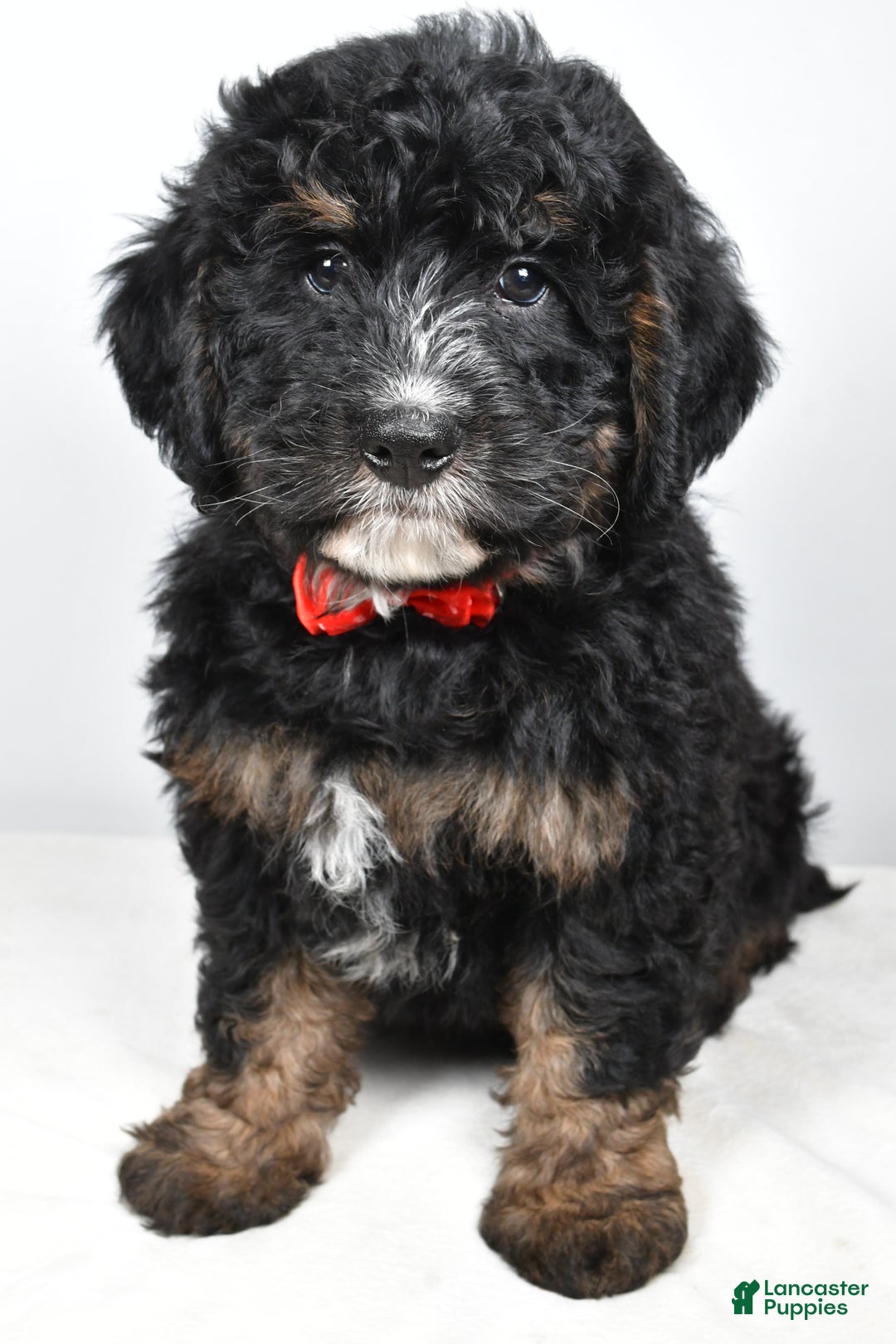 Mini Bernedoodle dogs for sale: Colby - Ad 6