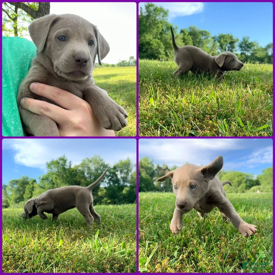 Labrador Retriever dogs for sale: Labrador Retriever Purple - Ad 1