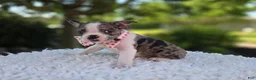 Boston Terrier dogs for sale: Dolly - Ad 8