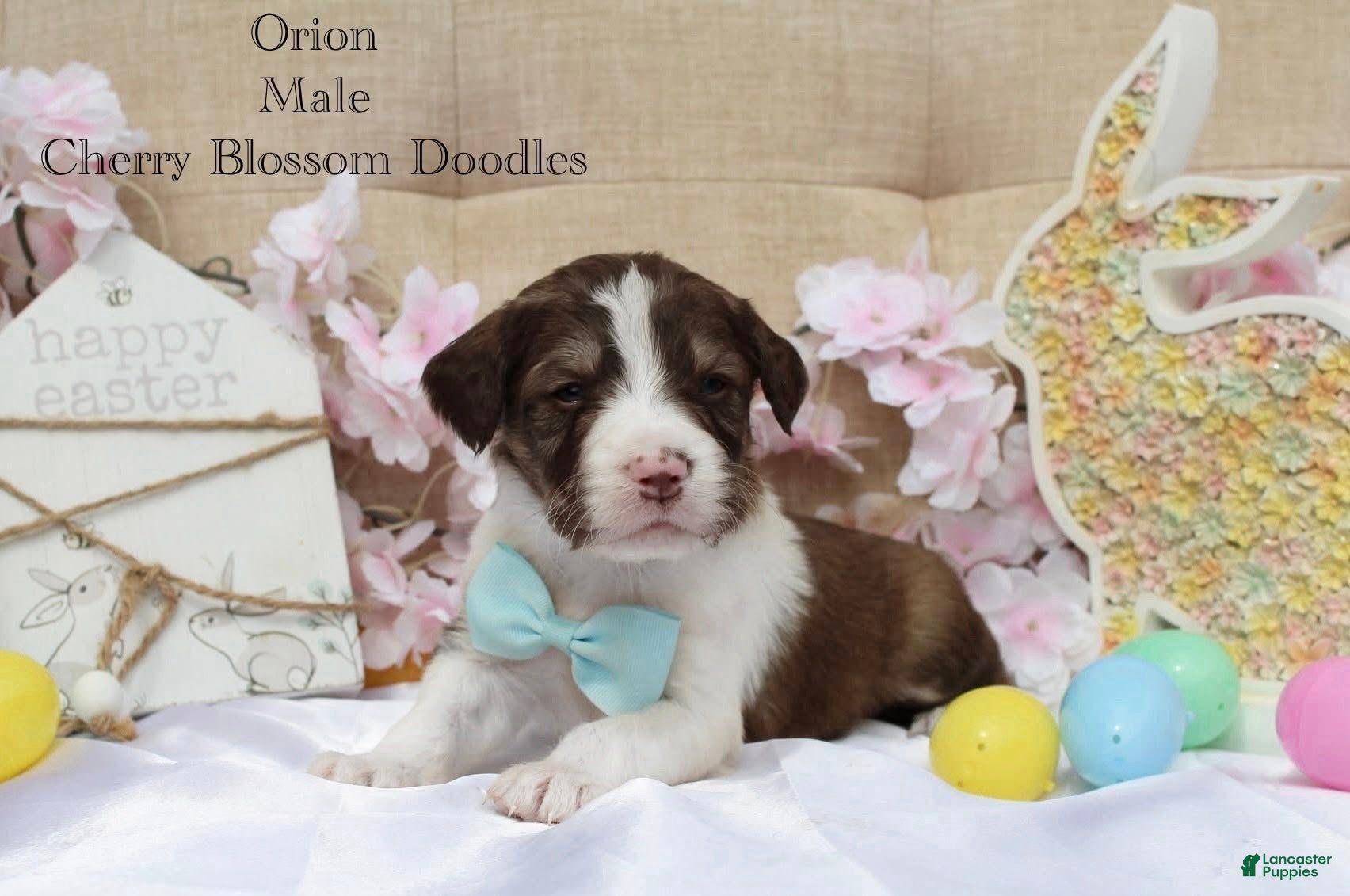 Bordoodle dogs Orion - Ad 2