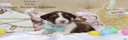 Bordoodle dogs for sale: Orion - Ad 3