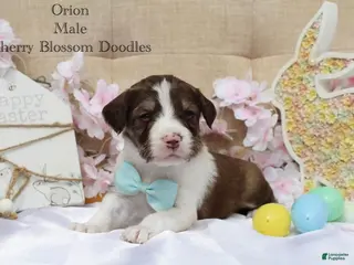 Bordoodle dogs Orion - Ad 2