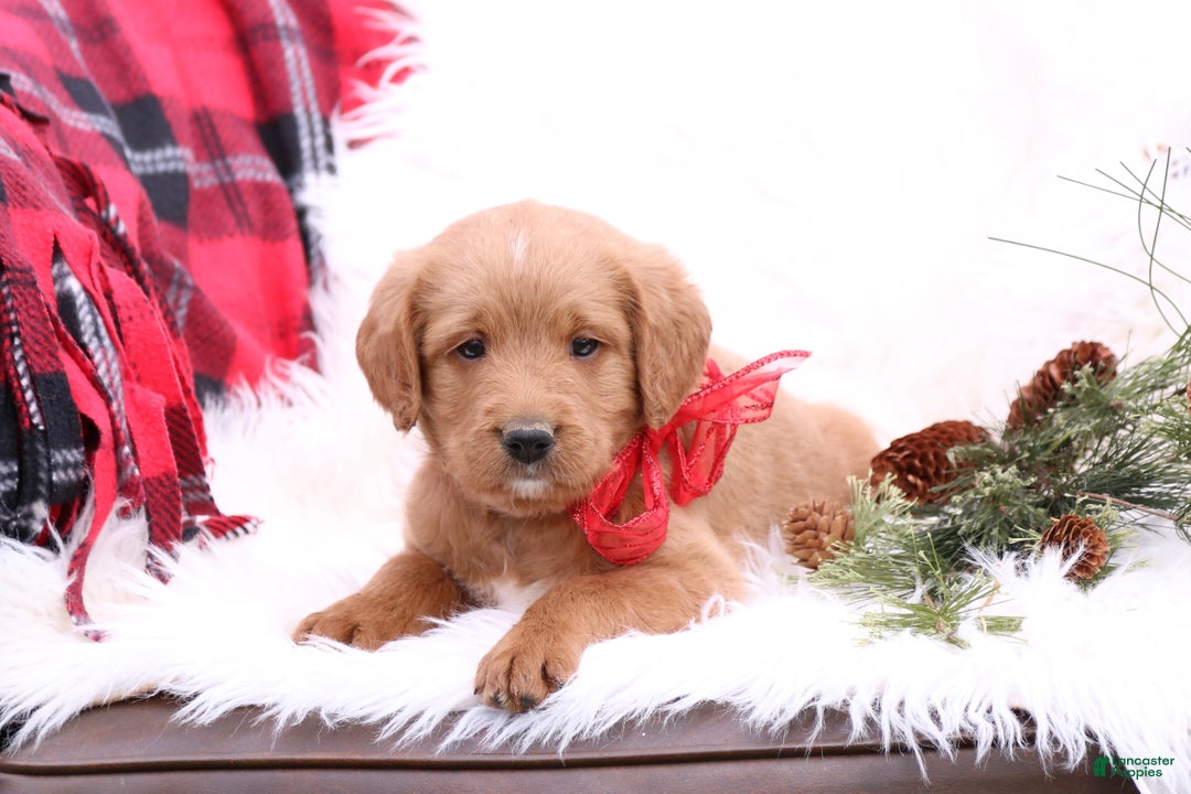 Labradoodle dogs for sale: Buddy - Ad 2