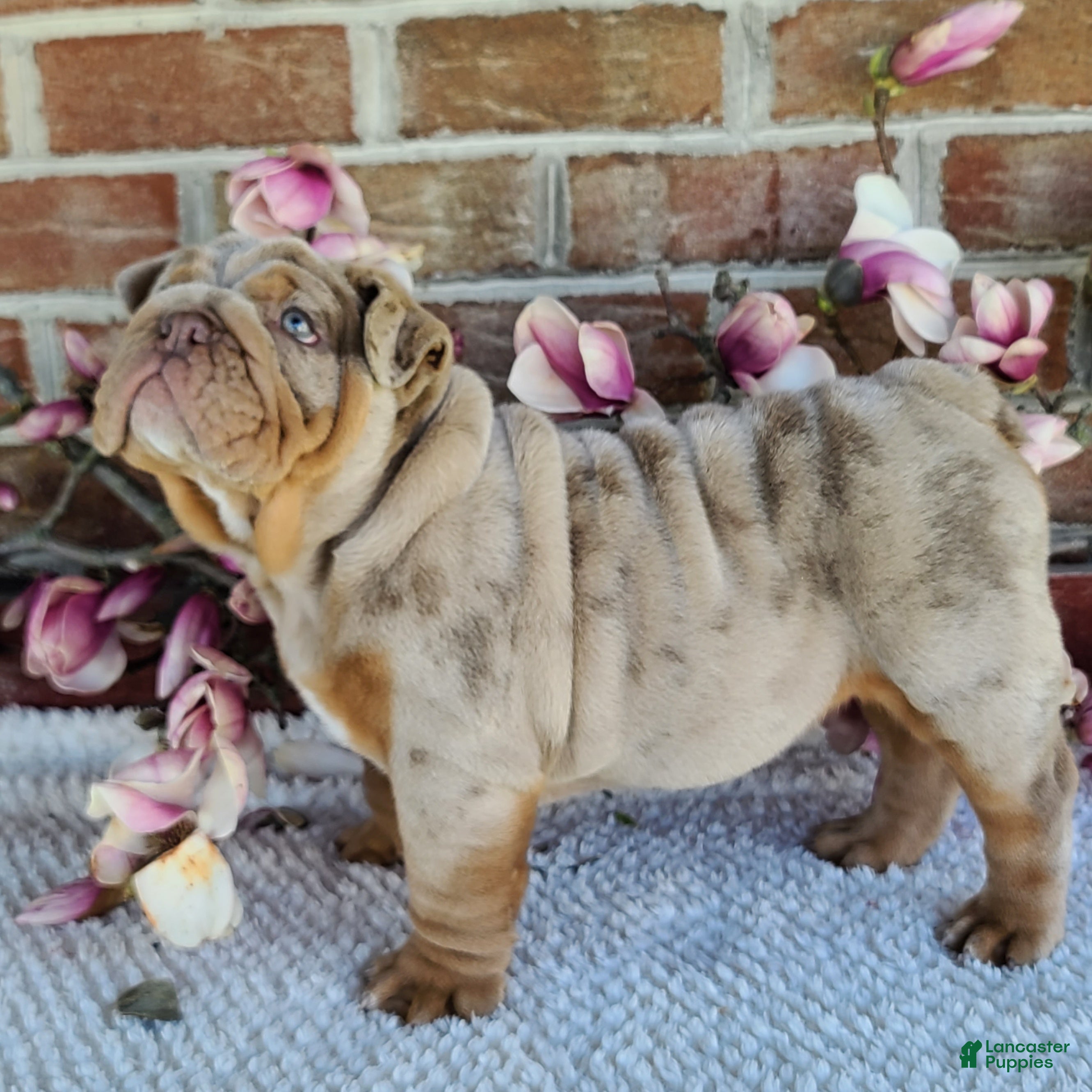 English Bulldog dogs Taffy - Ad 2
