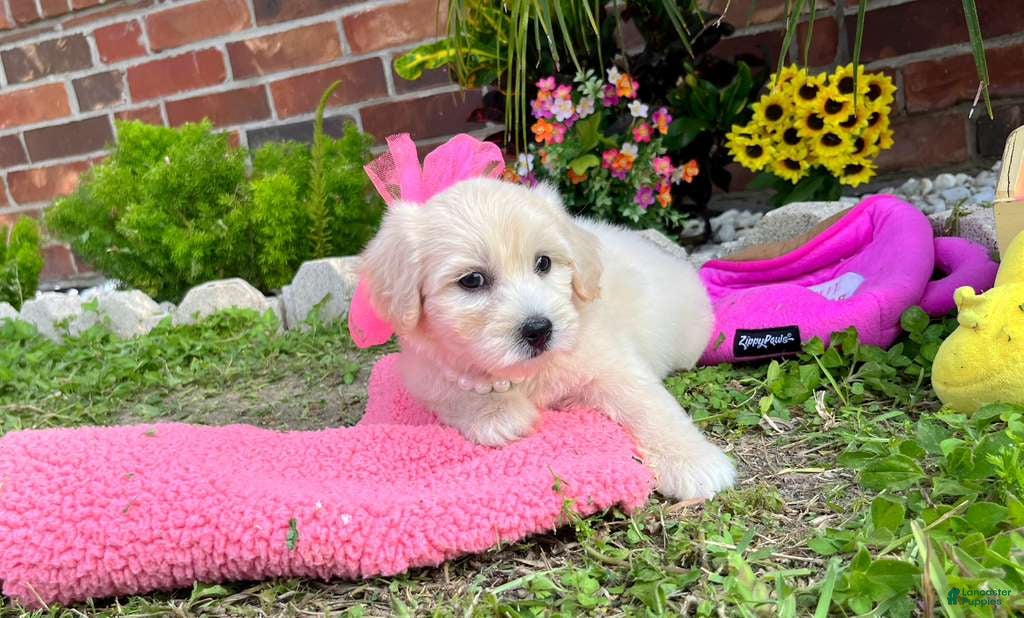 Maltipoo dogs for sale: Coco Channel - Ad 4