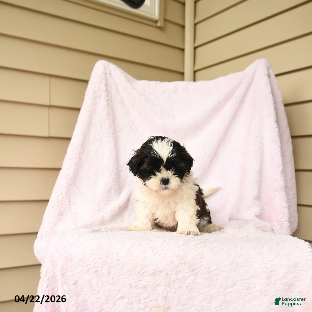 Bichpoo dogs for sale: Gus - Ad 2