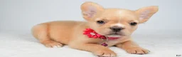 French Bulldog dogs for sale: Penny - Ad 8
