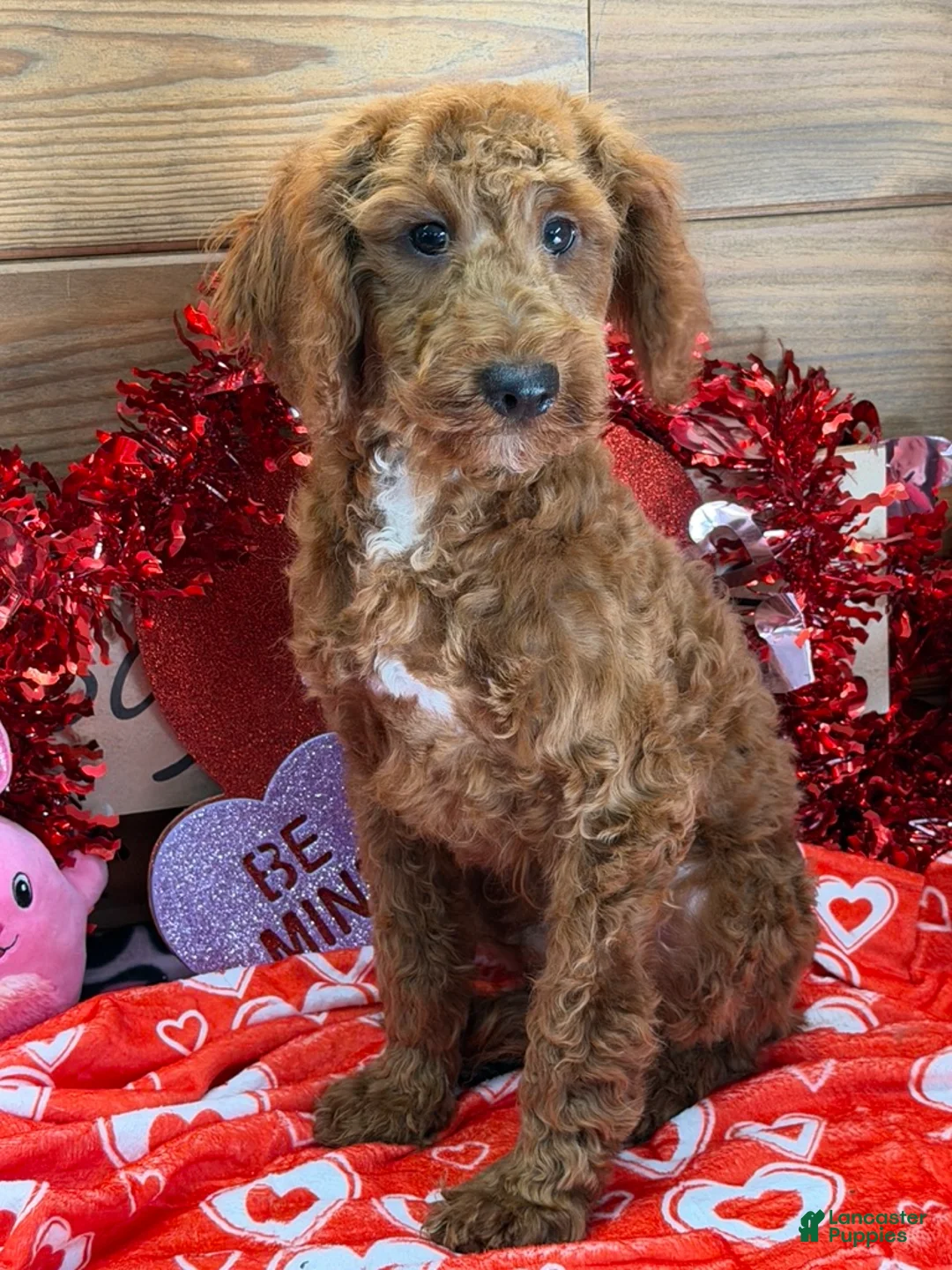 Mini Goldendoodle dogs for sale: Jolly - Ad 2