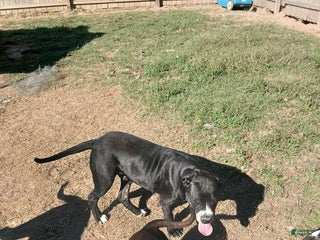 Alapaha Blue Blood Bulldog dogs puppy 1 - Ad 9