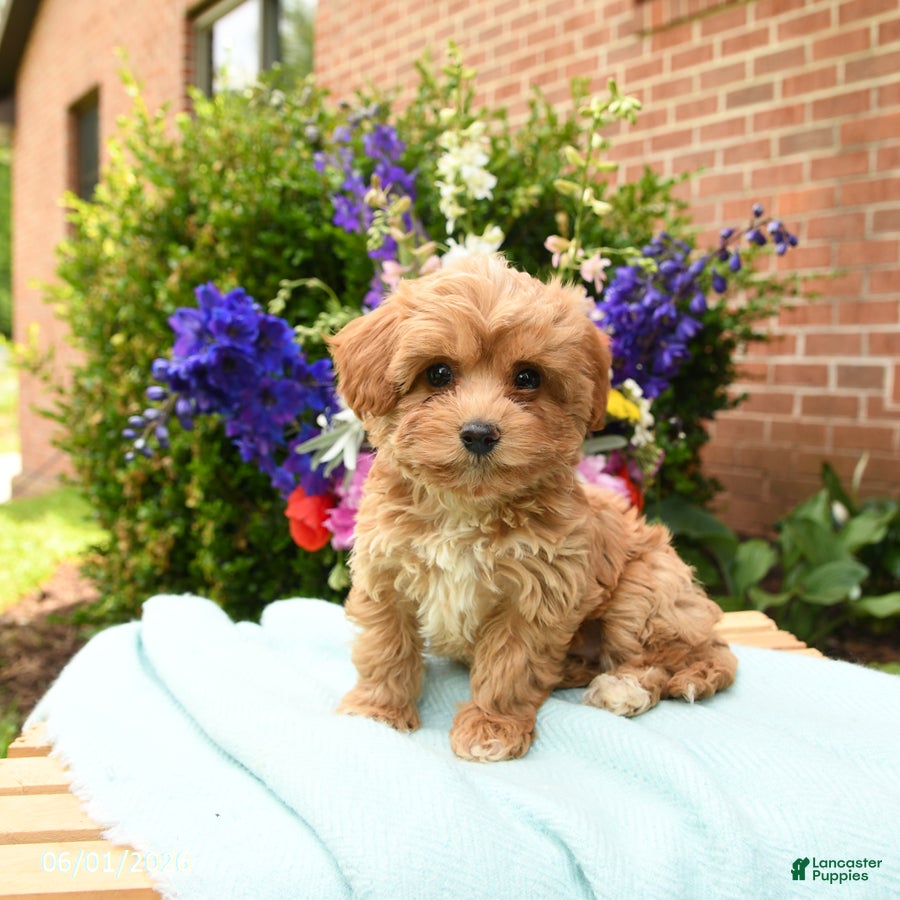 Maltipoo dogs Lacie - Ad 2