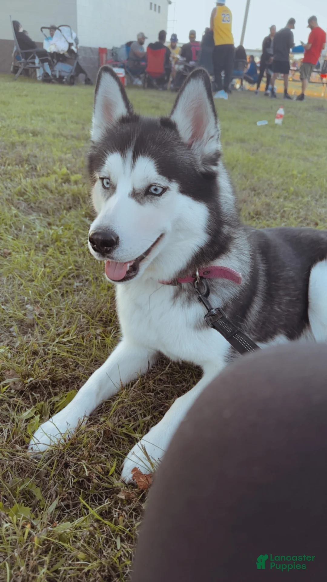 Siberian Husky dogs for sale:  Red - Ad 3