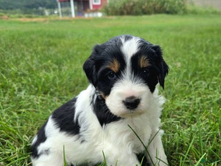 Mini Bernedoodle dogs - Ad 14
