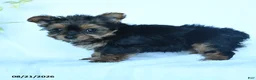 Yorkshire Terrier dogs for sale: Skittles - Ad 5