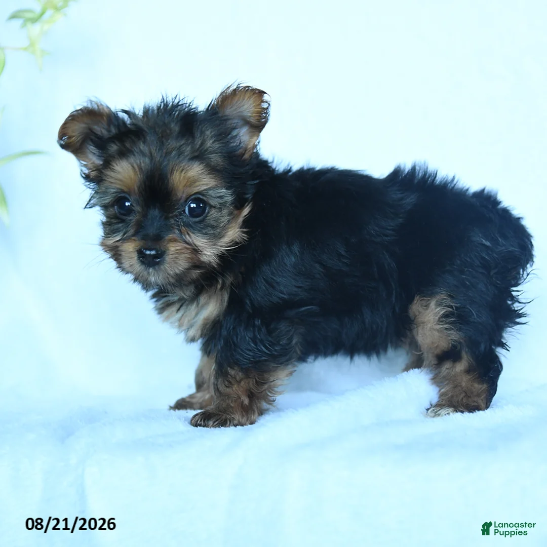 Yorkshire Terrier dogs for sale: Skittles - Ad 5
