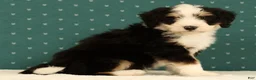 Mini Bernedoodle dogs for sale: Charlie - Ad 7