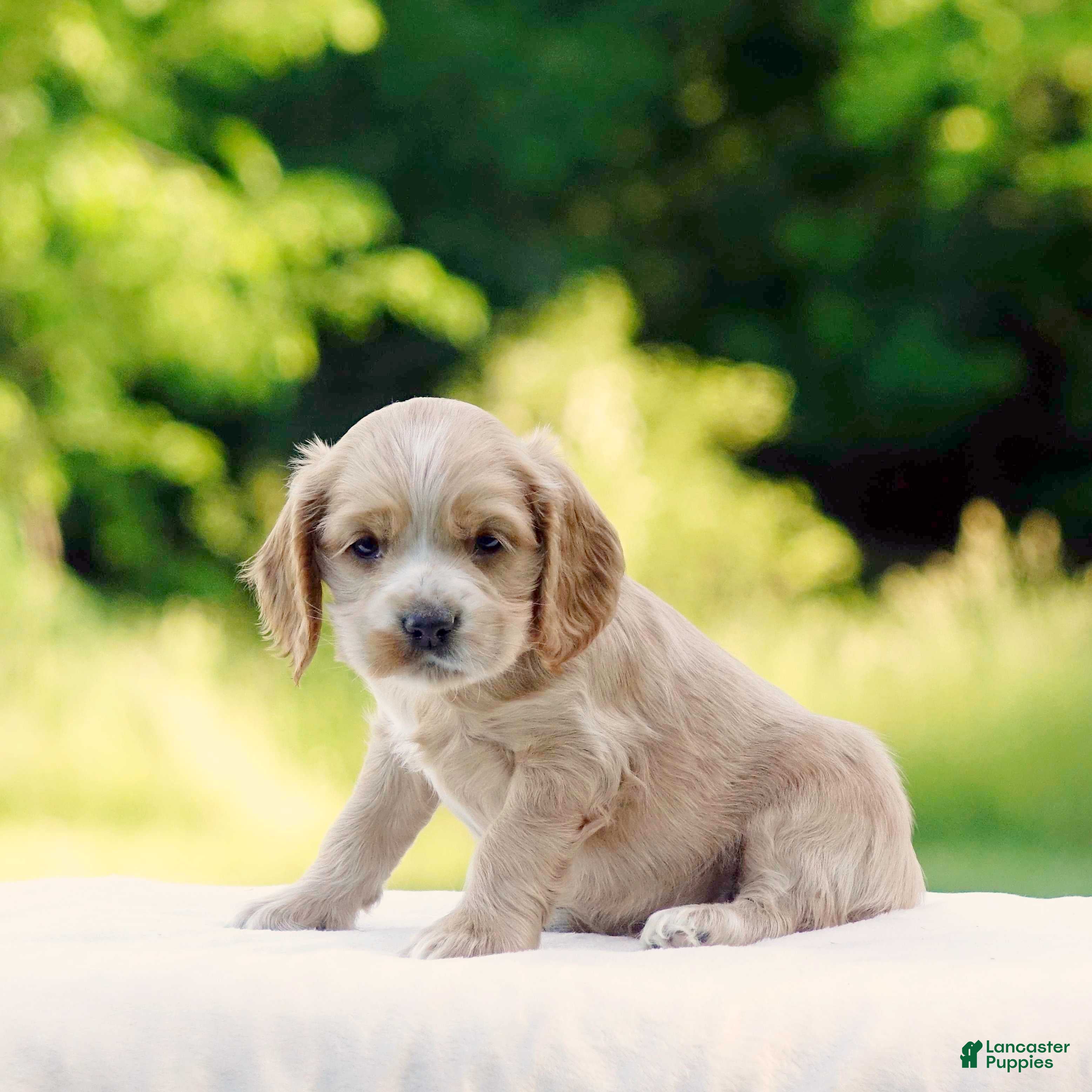 Cocker Spaniel dogs Turner - Ad 2