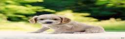 Cocker Spaniel dogs for sale: Turner - Ad 2