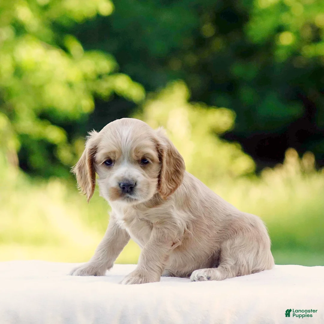 Cocker Spaniel dogs for sale: Turner - Ad 2
