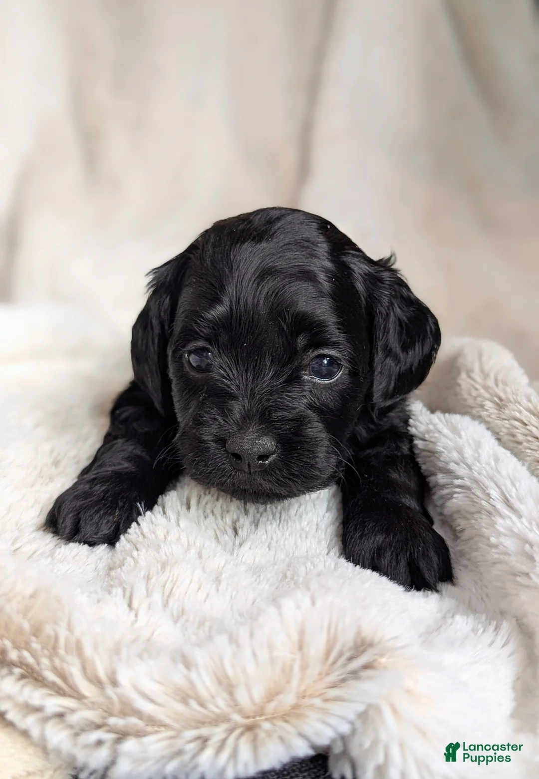 Cockapoo dogs for sale: Caspian -Blue Collar - Ad 3