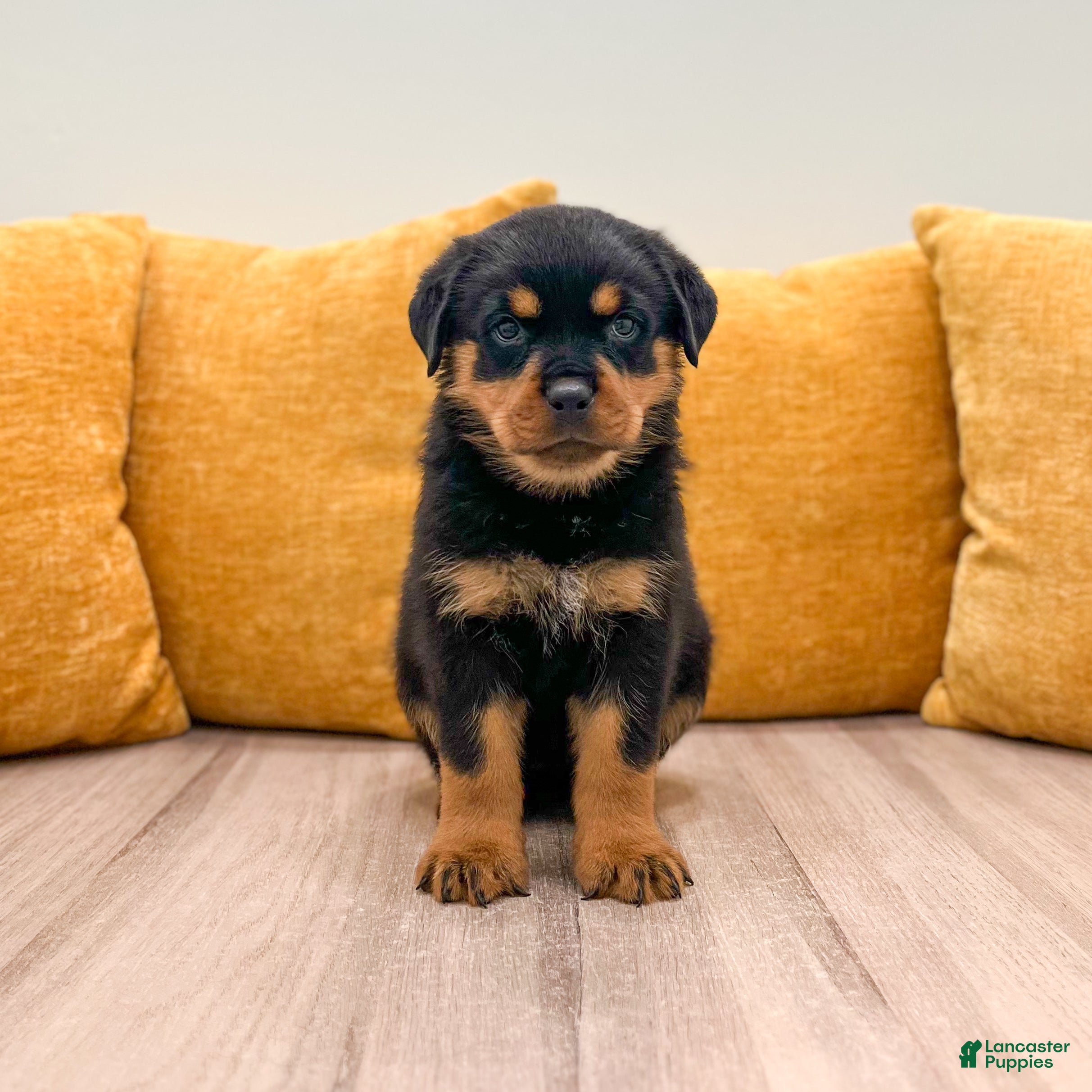 Rottweiler dogs Hazel - Ad 1