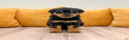 Rottweiler dogs for sale: Hazel - Ad 1
