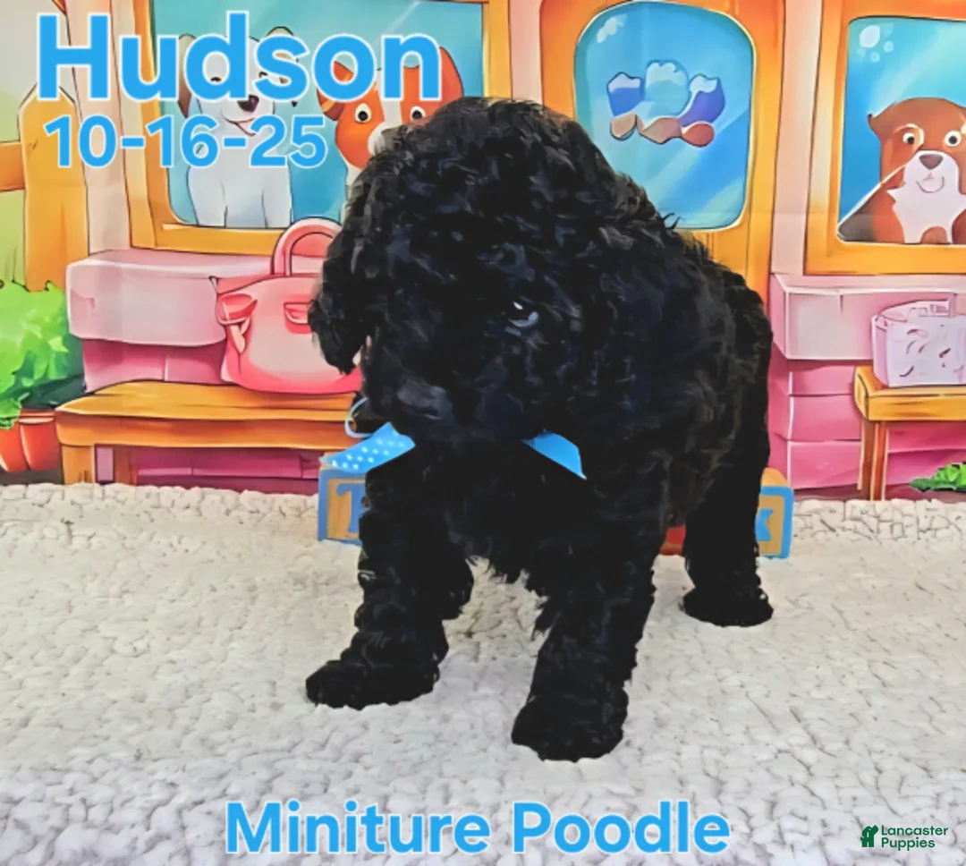 Toy Poodle dogs for sale: Hudson - Ad 2