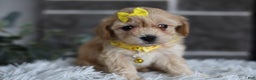 Maltipoo dogs for sale: Goldie  - Ad 8