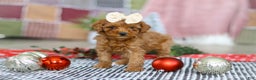 Miniature Poodle dogs for sale: Luna - Ad 5