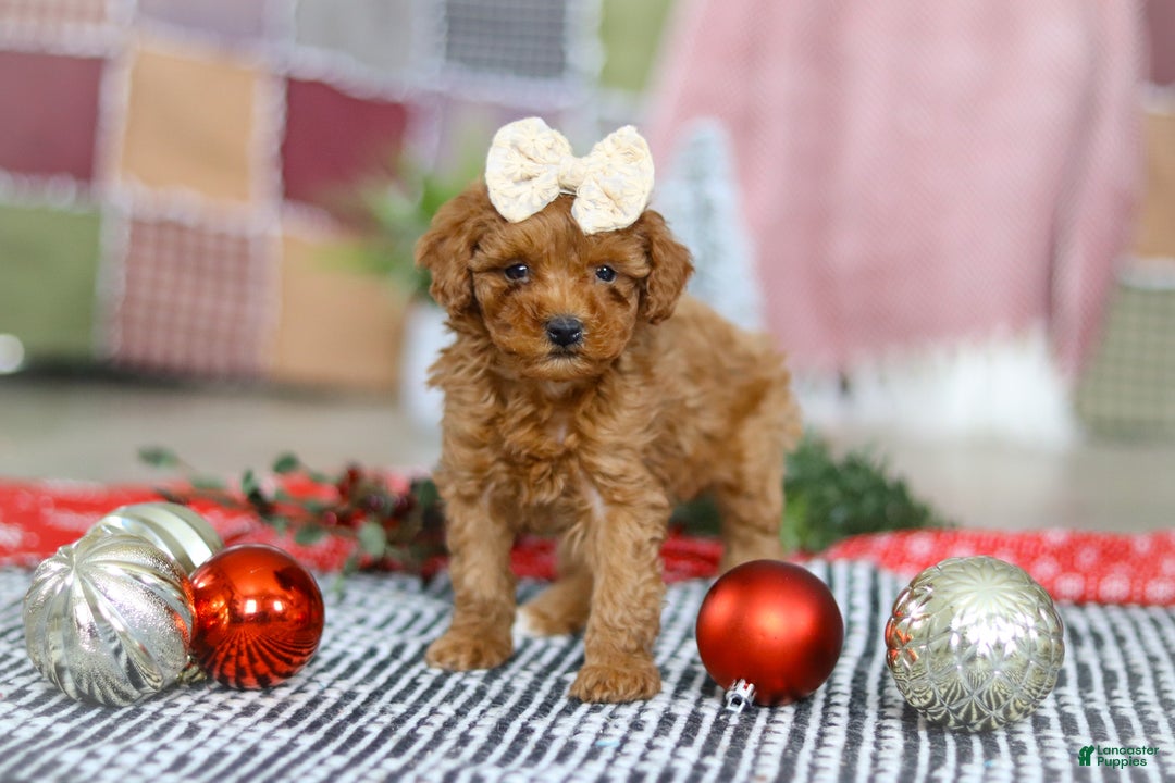 Miniature Poodle dogs for sale: Luna - Ad 5