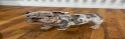 French Bulldog dogs for sale: Dozer - Ad 4