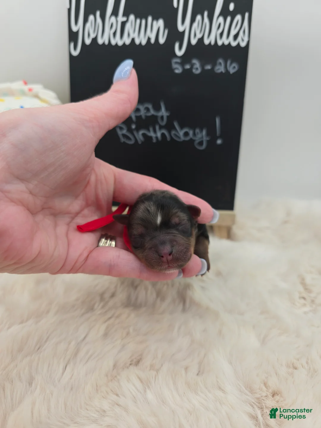 Yorkshire Terrier dogs for sale: Marty - Ad 1