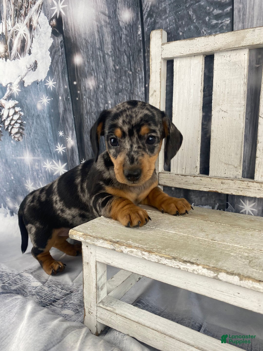 Miniature Dachshund dogs for sale: Teddy - Ad 8