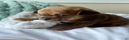 Chihuahua dogs for sale: WallE - Ad 1