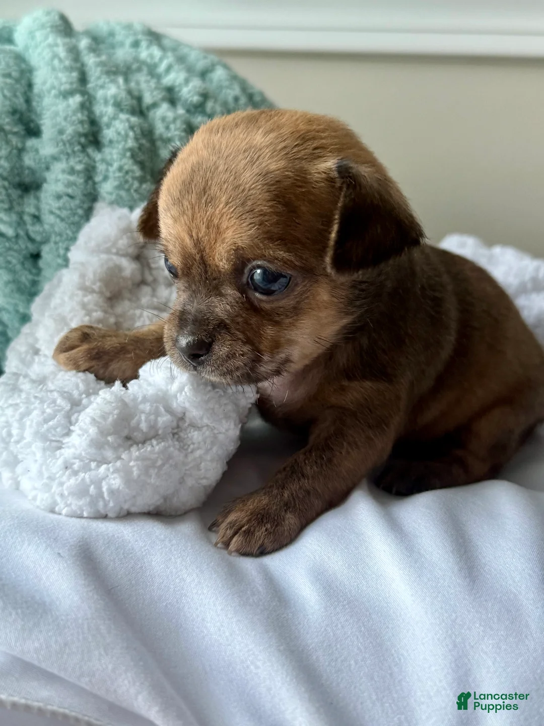 Chihuahua dogs for sale: WallE - Ad 1