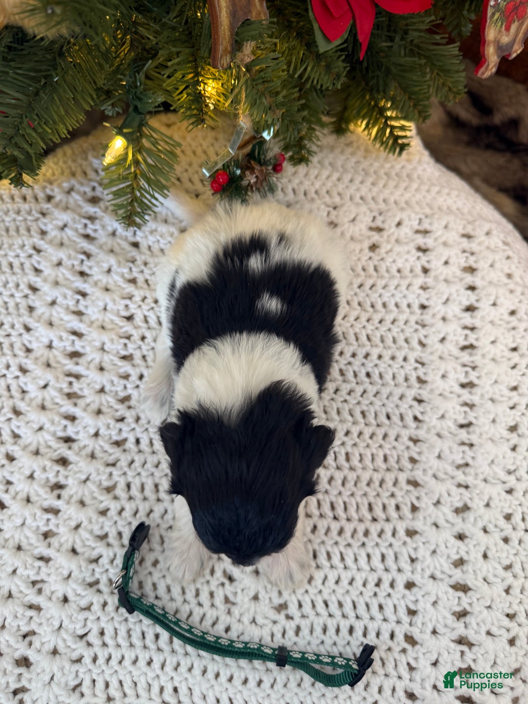 Mixed Breed dogs for sale: Frank - Ad 4