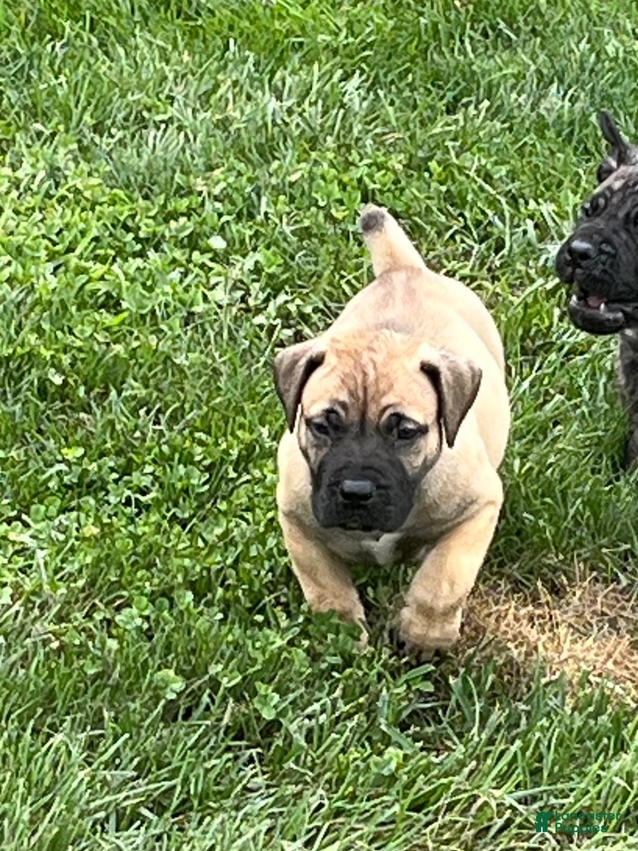 South African Boerboels dogs South African Boerboels 2 - Ad 2
