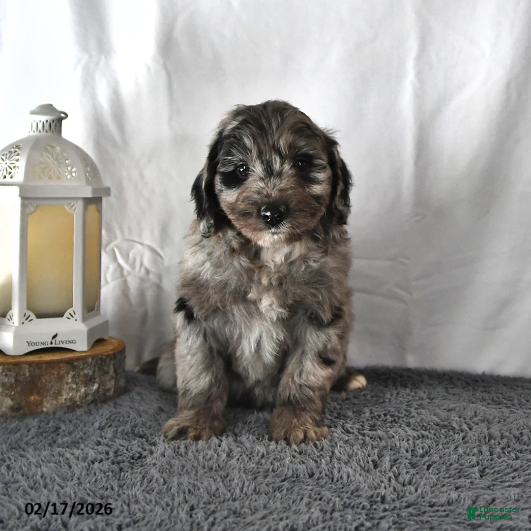 Mini Aussiedoodle dogs for sale: Lilac - Ad 4