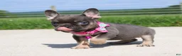 French Bulldog dogs for sale: Stella - Ad 3